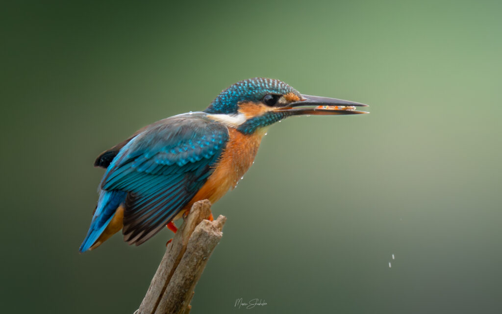 beginner bird photography in soft morning light